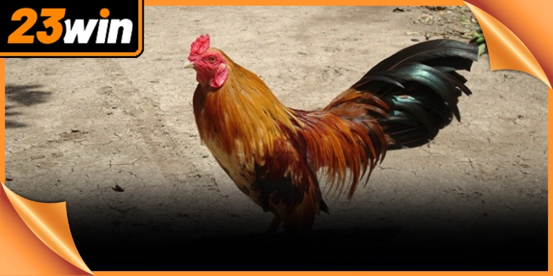 Trò chơi truyền thống liên tục chuyển mình nhằm thích nghi với sự thay đổi