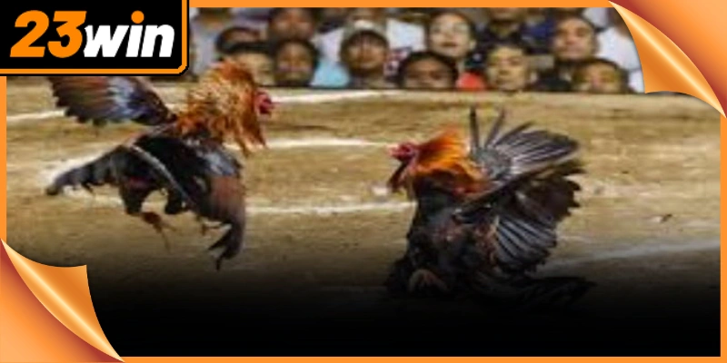 Mẹo chơi đá gà mạng bằng cách đánh giá toàn diện chiến kê trước trận đấu