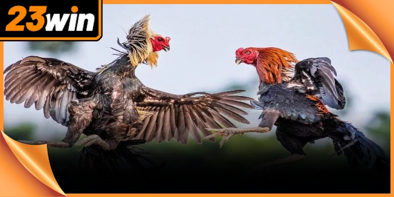 Áp dụng phương pháp cá cược thông minh giúp kê thủ làm chủ mọi kèo đấu.